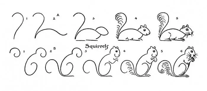 squirrel drawing