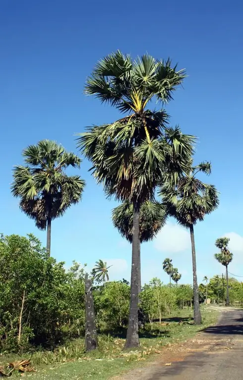 Una palmera tan diversa