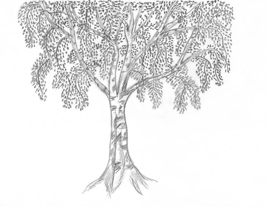 Step-by-step instructions for drawing a birch