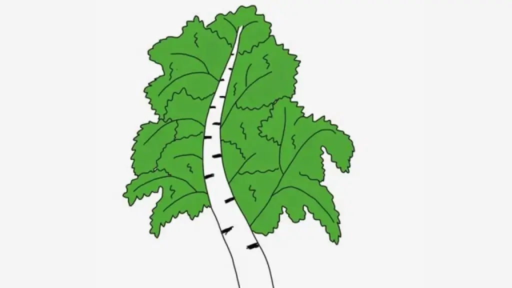 How to draw a birch for kids