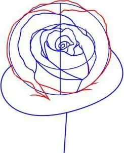 rose flower