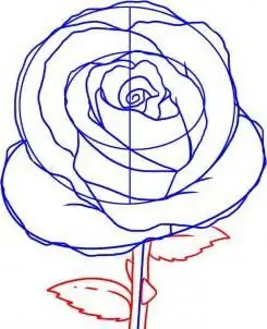 rose flower