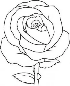 rose flower