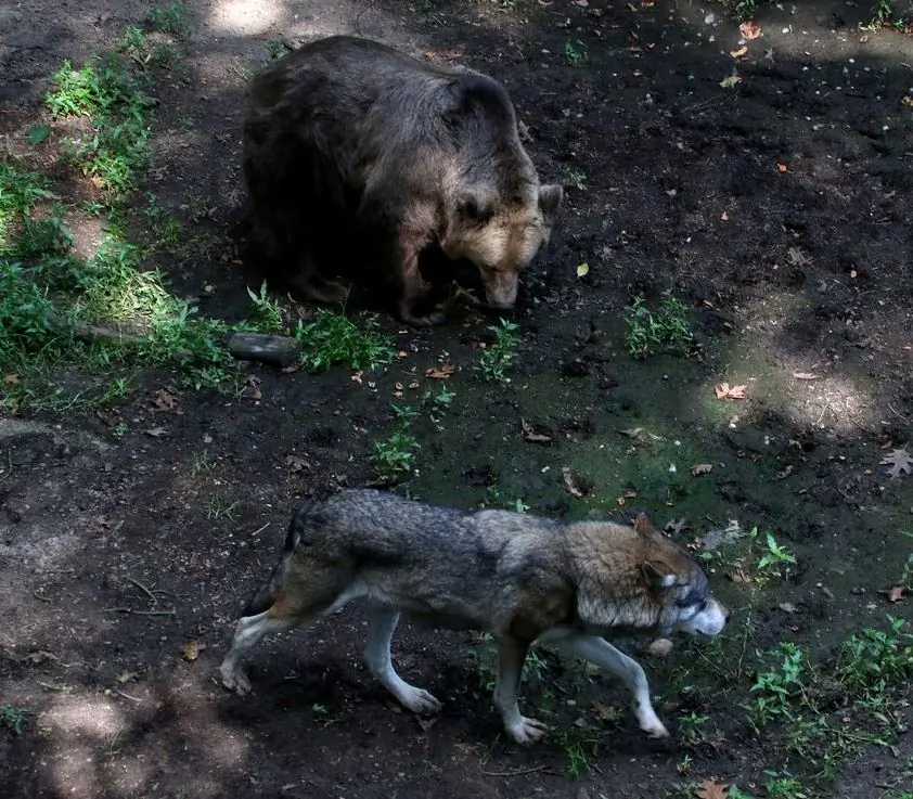 Grijze Wolf en Bruine Beer