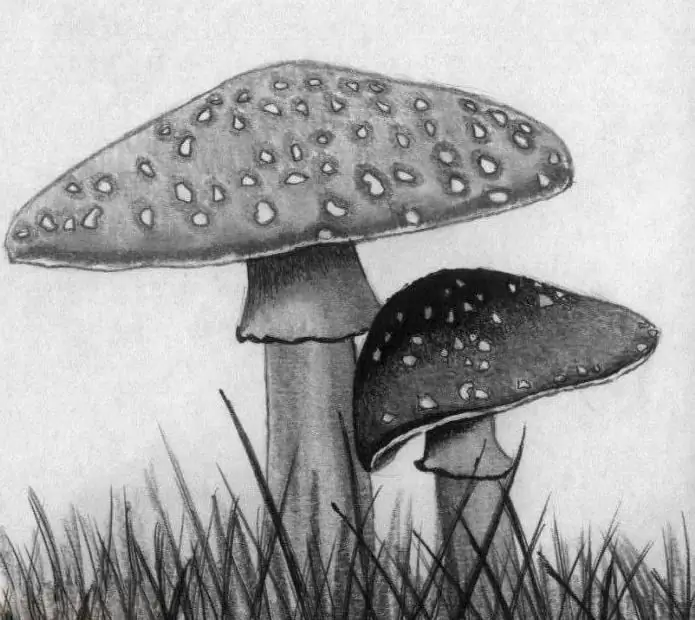 cara menggambar agaric lalat