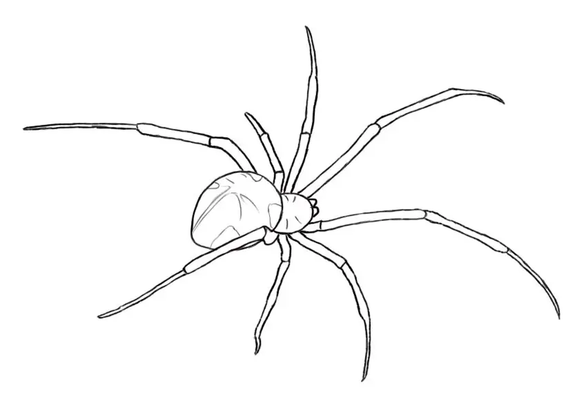 spinnekop tekening