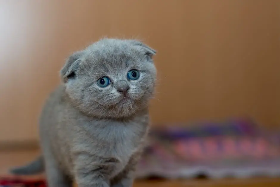 gray kitten