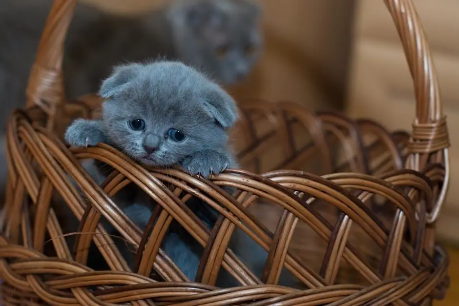 gatinho cinza em uma cesta