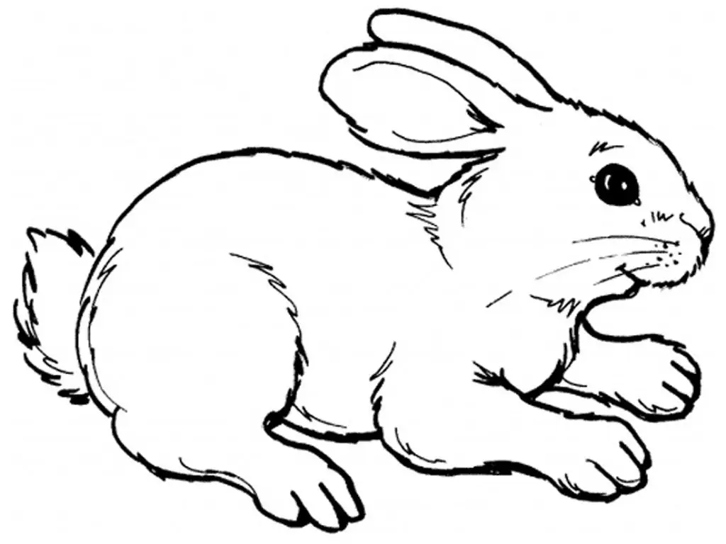 hare drawing