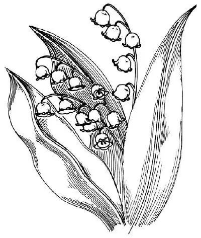 How to draw a lily of the valley?