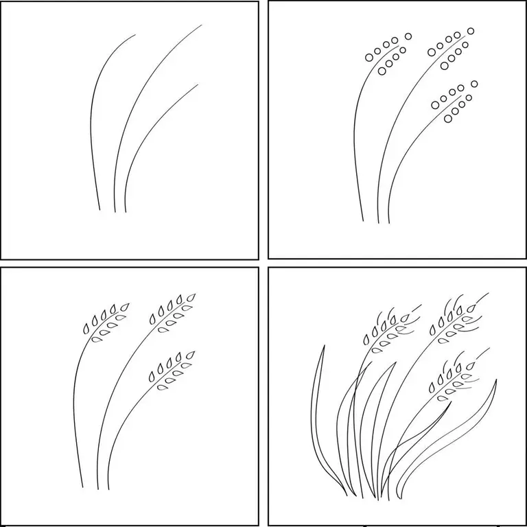 Cómo dibujar trigo: 3 formas