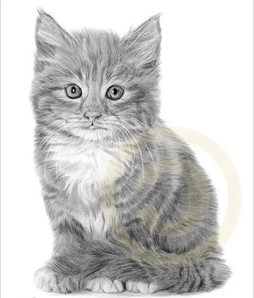 Come disegnare un gattino: consigli per artisti principianti