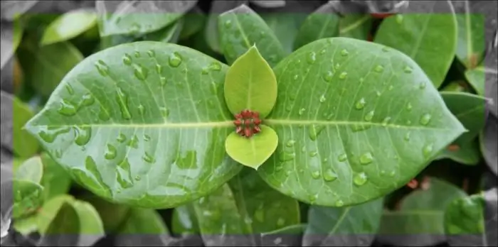 symmetrie in de natuur en in de praktijk