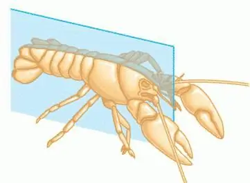 symetria dwustronna