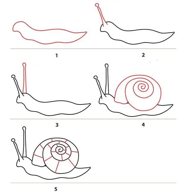 contours of the cochlea step by step