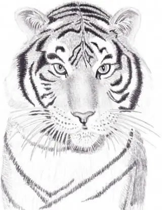 how to draw a tiger step by step