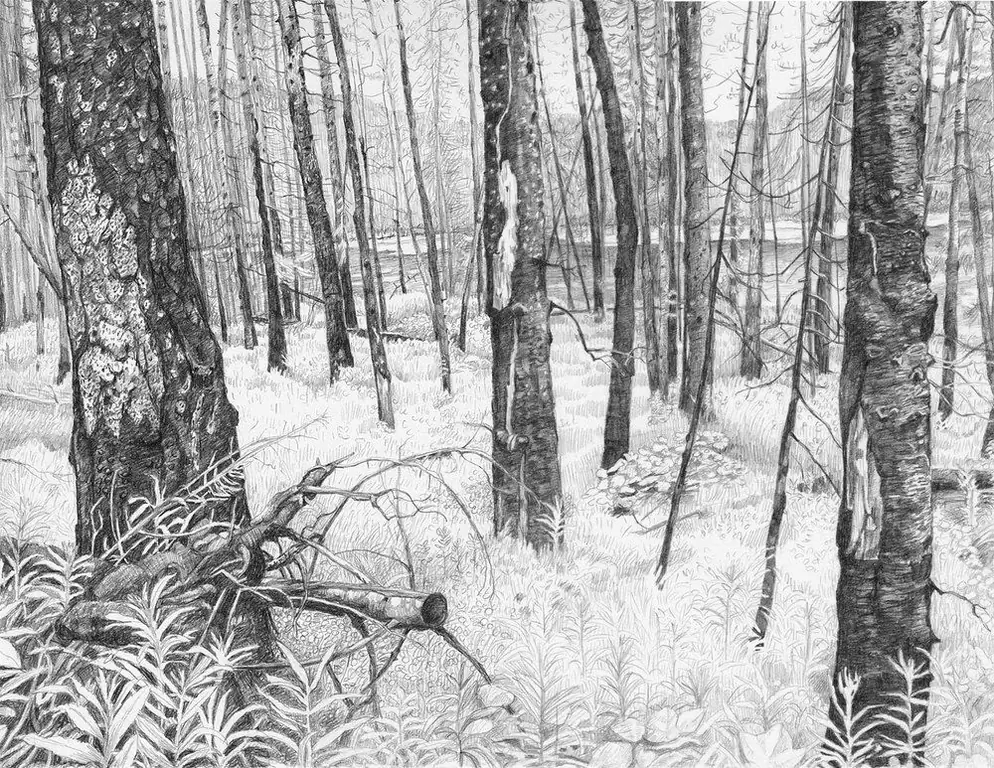 Forest drawing in pencil