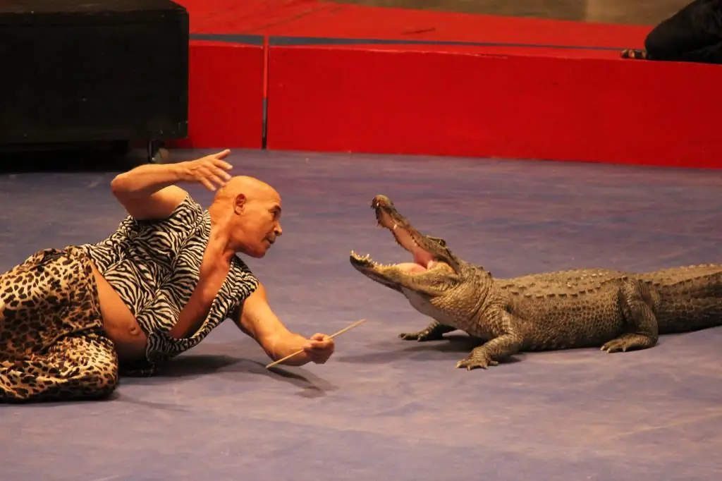 crocodile in the circus