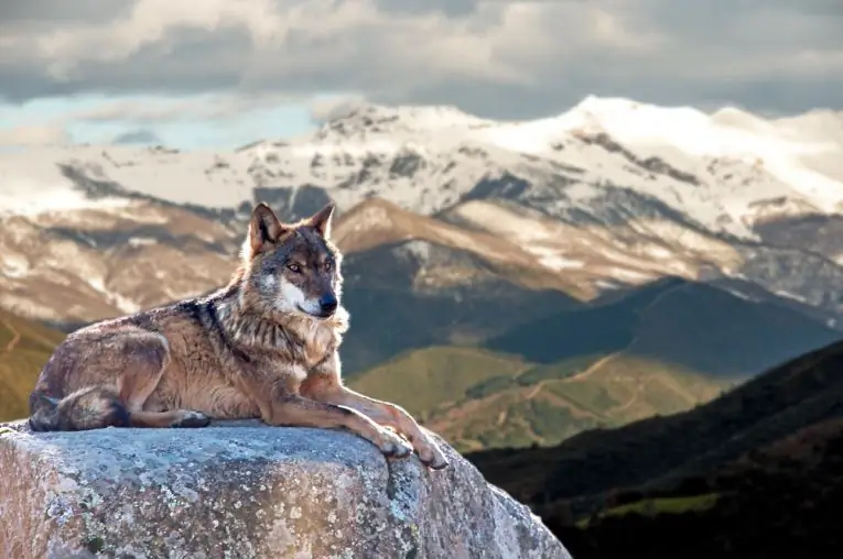 wolf in de bergen