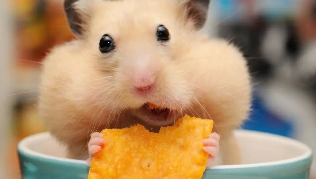 በእራት ጊዜ hamster