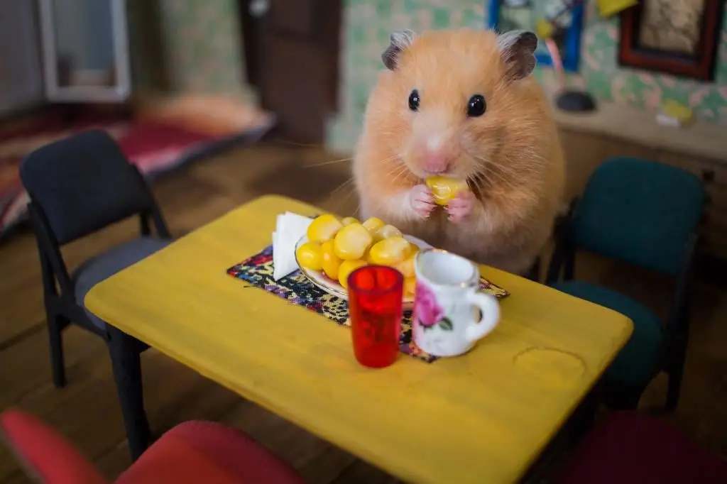 hamster ուտում