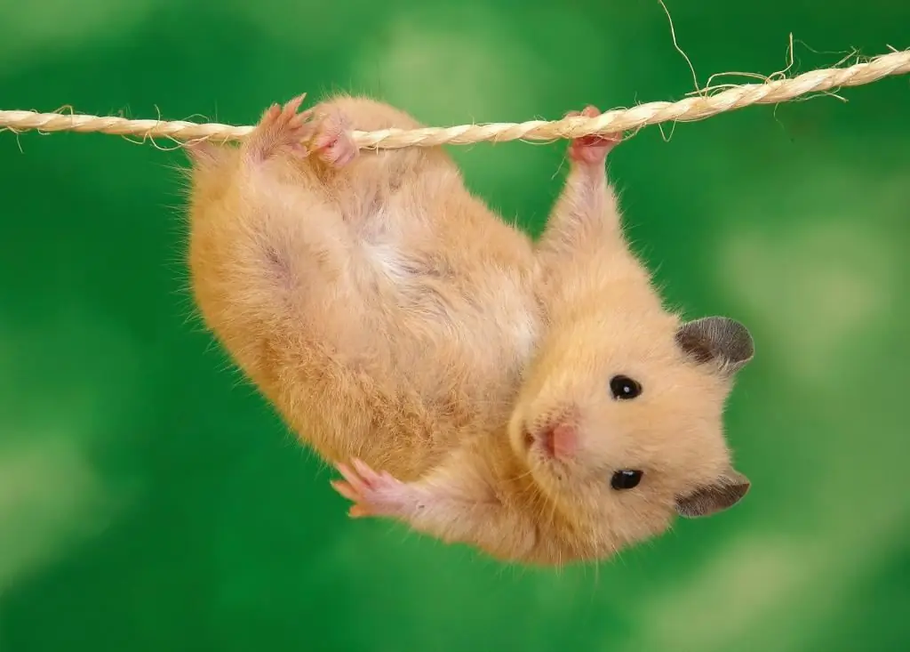 hamster sur une corde