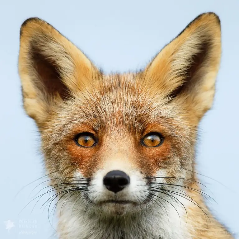 animal fox