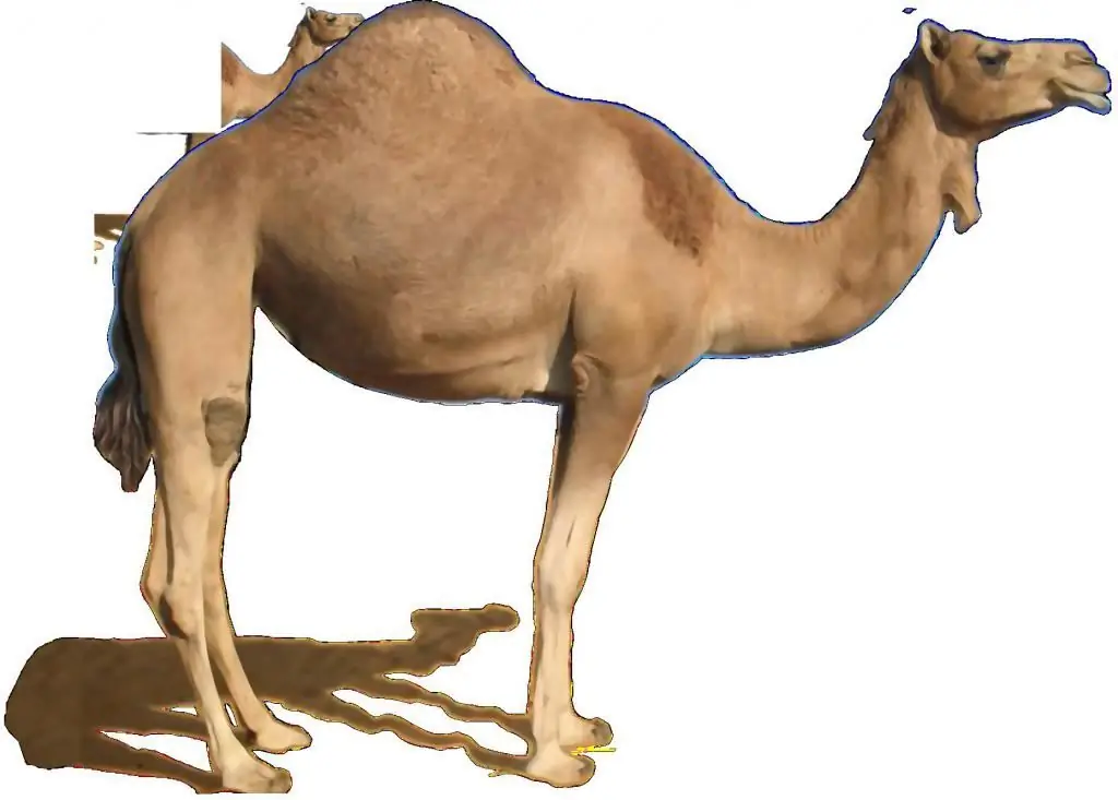 humped camel