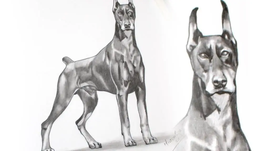 Come disegnare un Doberman passo dopo passo? Quali sono i passaggi principali