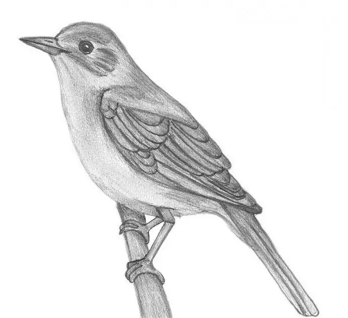 How to draw a nightingale with a pencil step by step