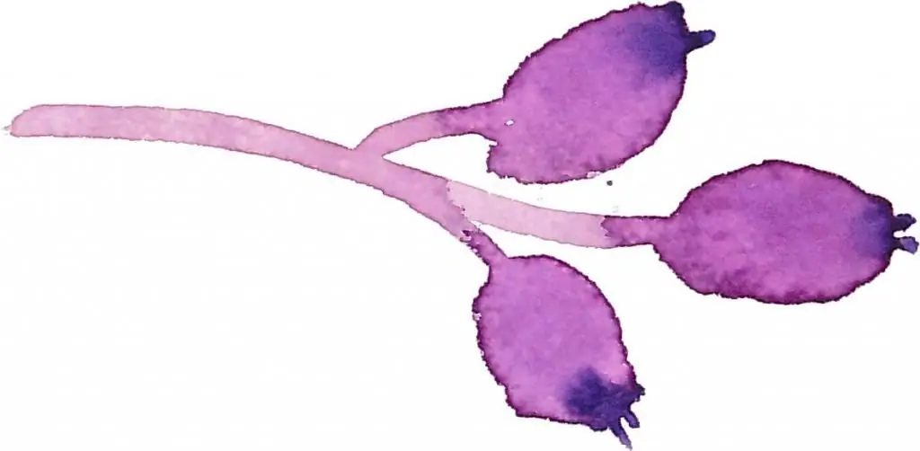 Lilac berries nyob rau hauv watercolor