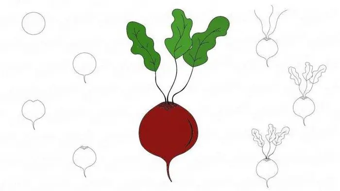 how to draw a beetroot step by step