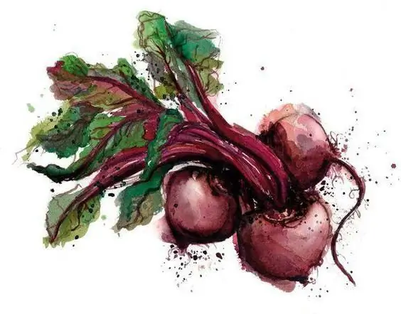 how to draw a beet with a pencil