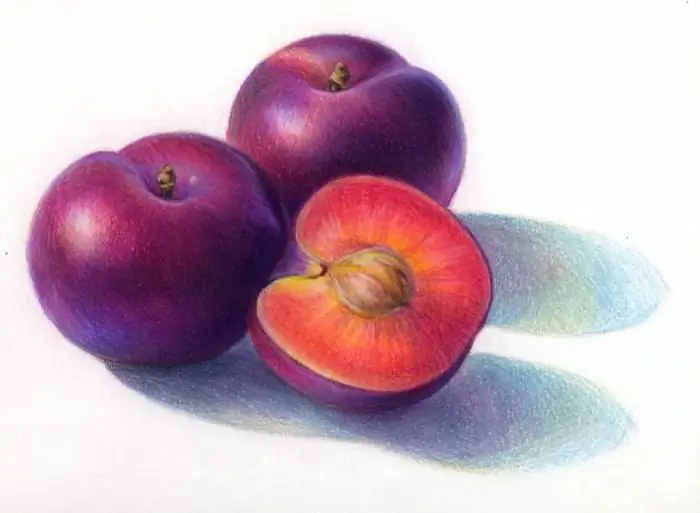 How to draw a plum - watercolor and pencil