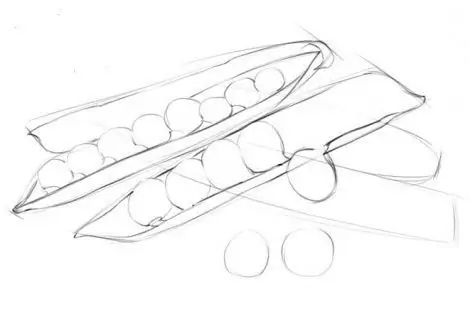 cara menggambar kacang polong