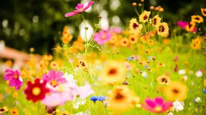 Rijm op het woord "bloemen" - een herinnering voor een beginnende dichter