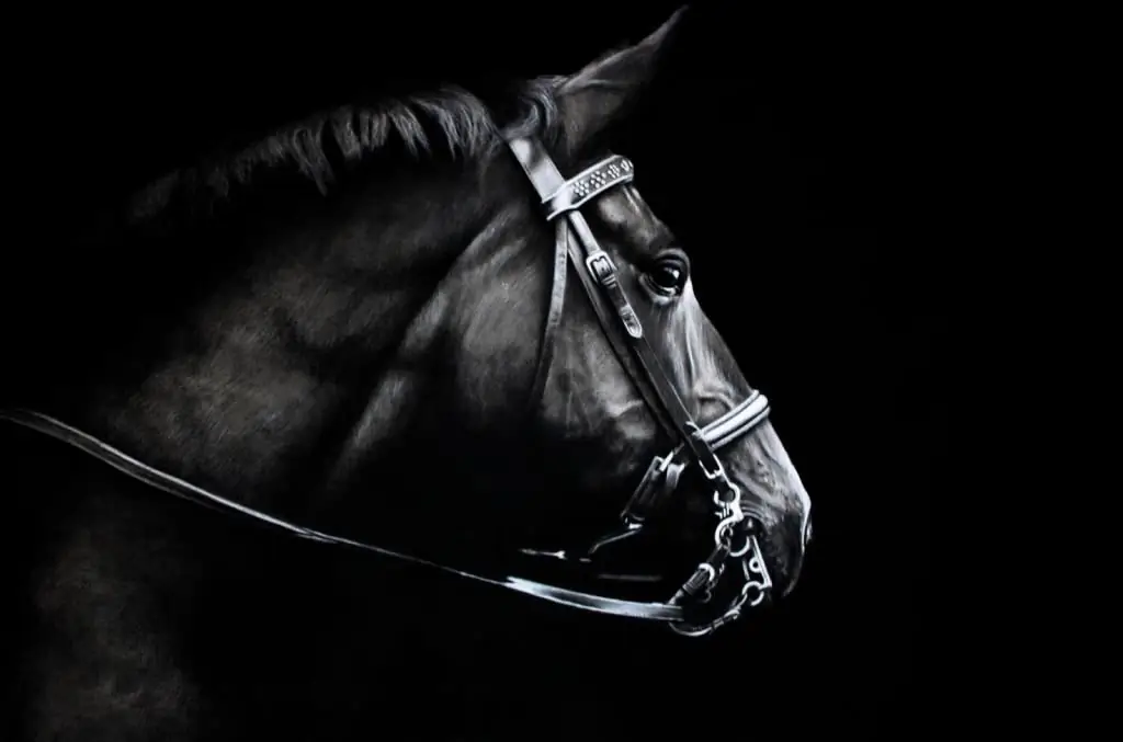 Image of a horse in charcoal and chalk