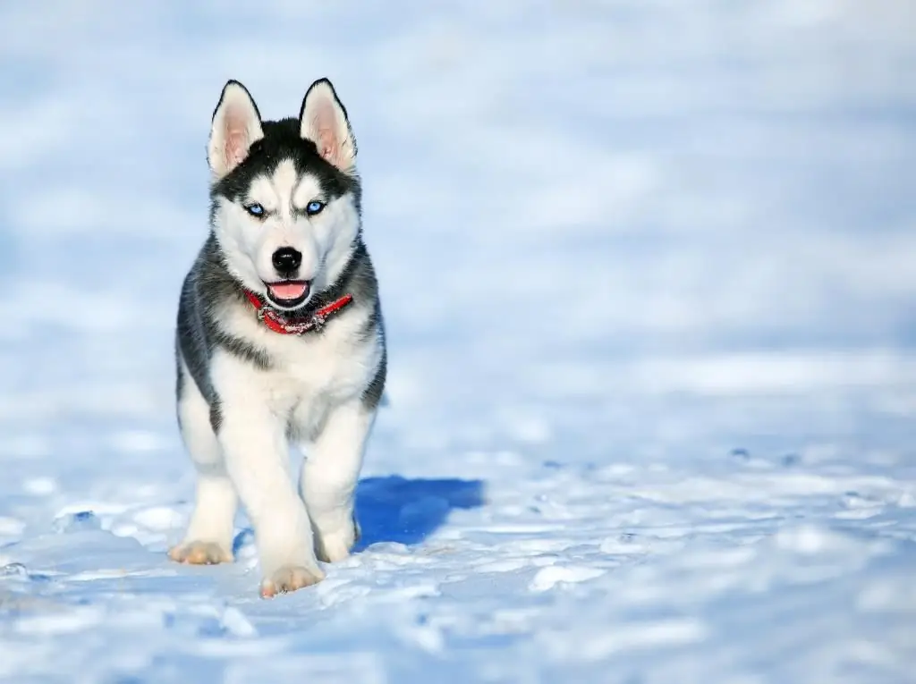 husky en la nieve