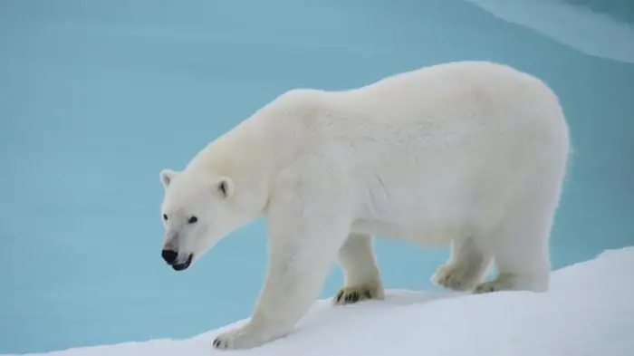 comment dessiner l'arctique