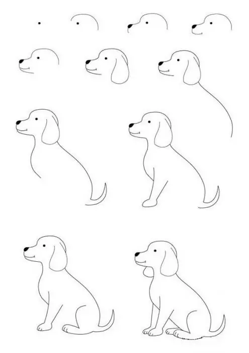 Come disegnare un cane seduto con una matita passo dopo passo - descrizione passo dopo passo e consigli