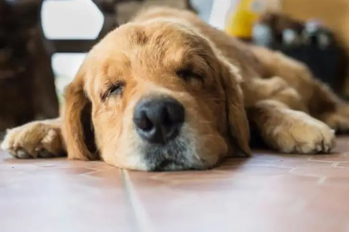 Sådan tegner du en siddende hund trin for trin