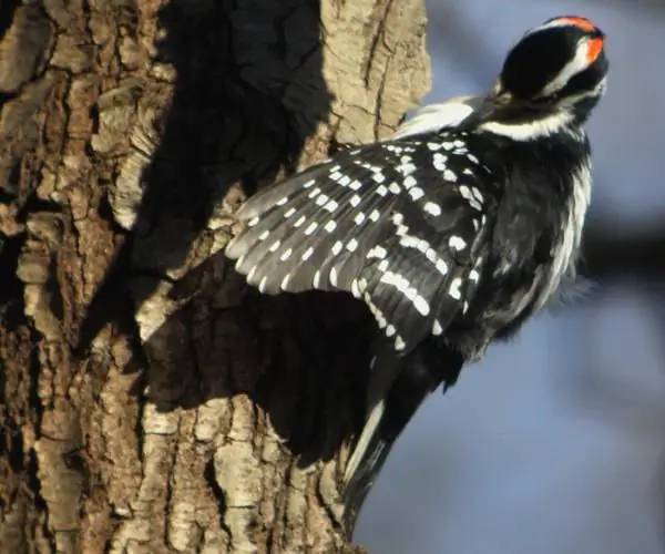 pagguhit ng woodpecker