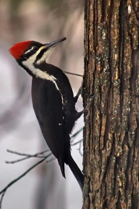 Paano gumuhit ng woodpecker