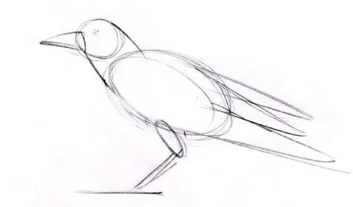 Nous dessinons un oiseau par étapes