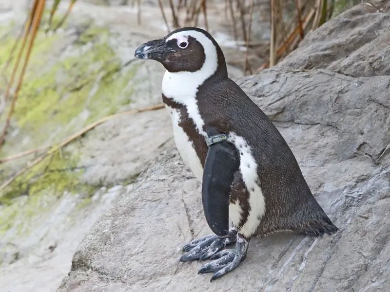 Penguin Afrika di atas batu