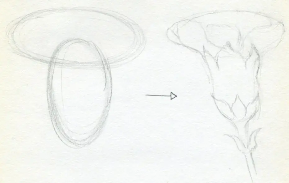 El primer pas per dibuixar un clavell
