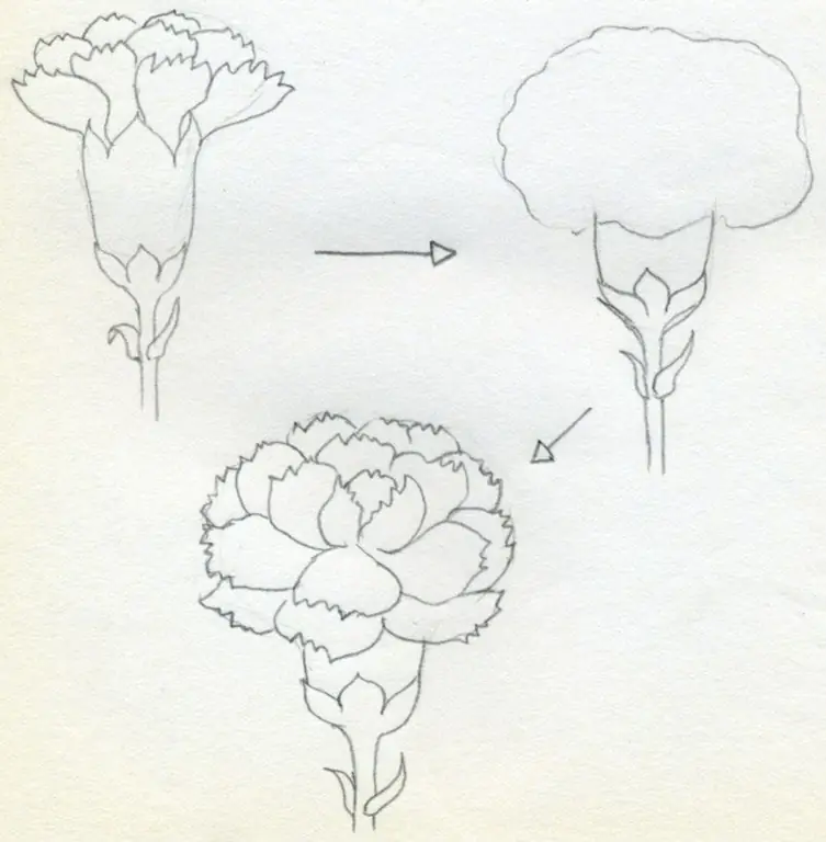 Schritt 3. Die geöffnete Knospe