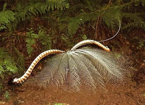 Cecilia Ahern, "The Lyre Bird": Reader Reviews