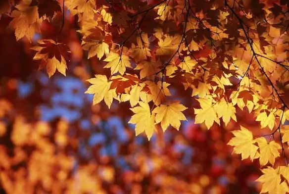 Un conte de fées sur l'automne. Conte de fées pour enfants sur l'automne. Une petite histoire sur l'automne