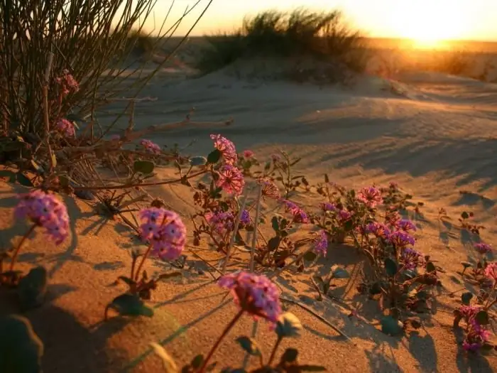 Flor do Deserto